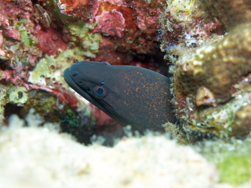 Moray eel, Hin Daeng